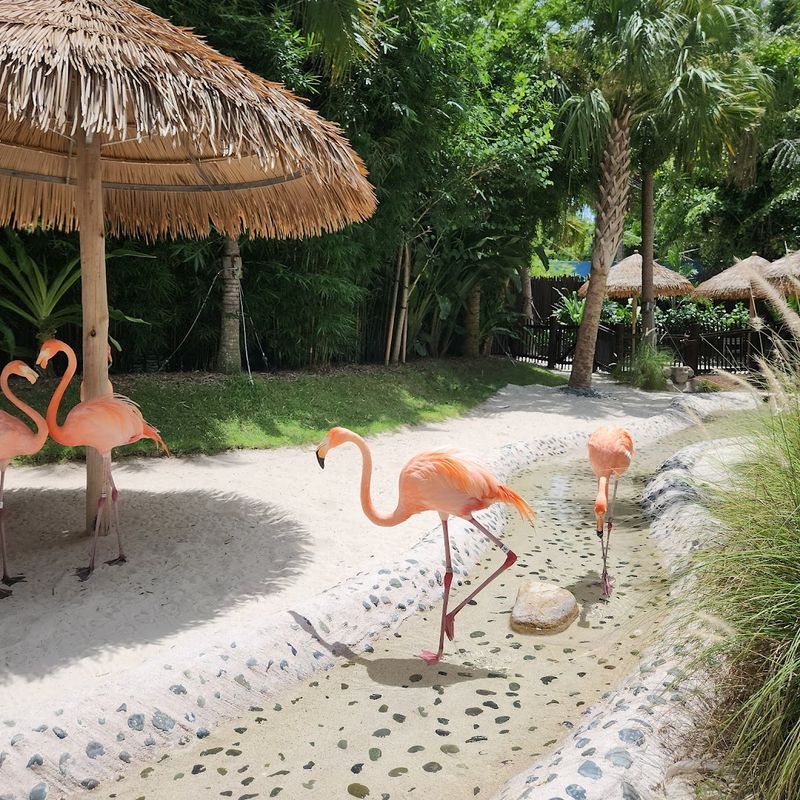 The Flamingo Parade and Pink Feathered Residents