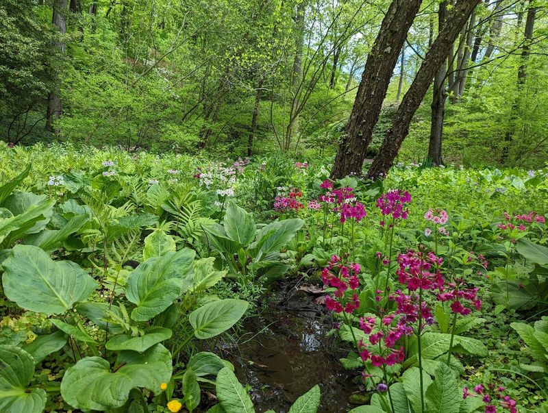 Native Plants and Rare Species Worth Spotting