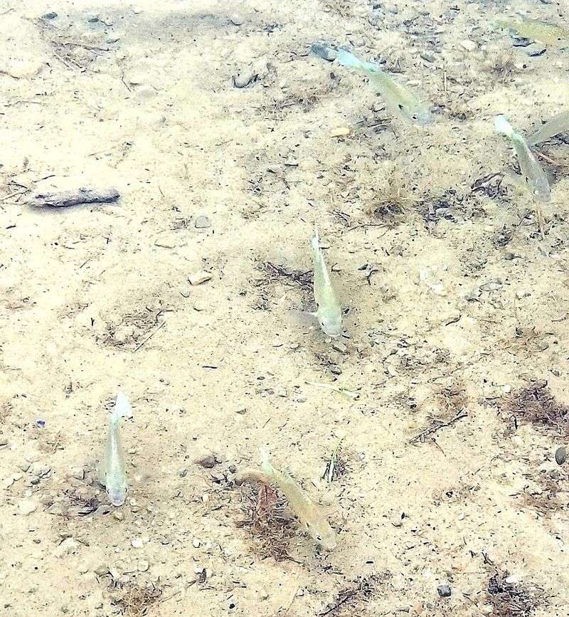 Fishing From the Shore and on the Water