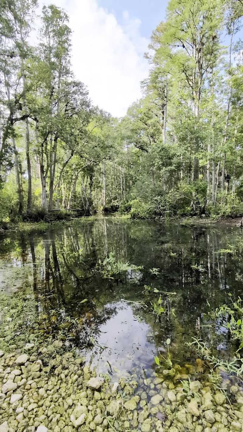 Wetlands, Cypress Heads, and Water Features