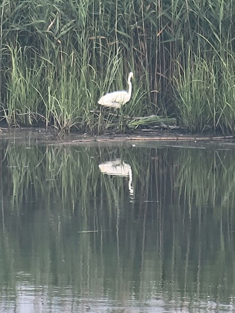 Over 200 Bird Species and Counting