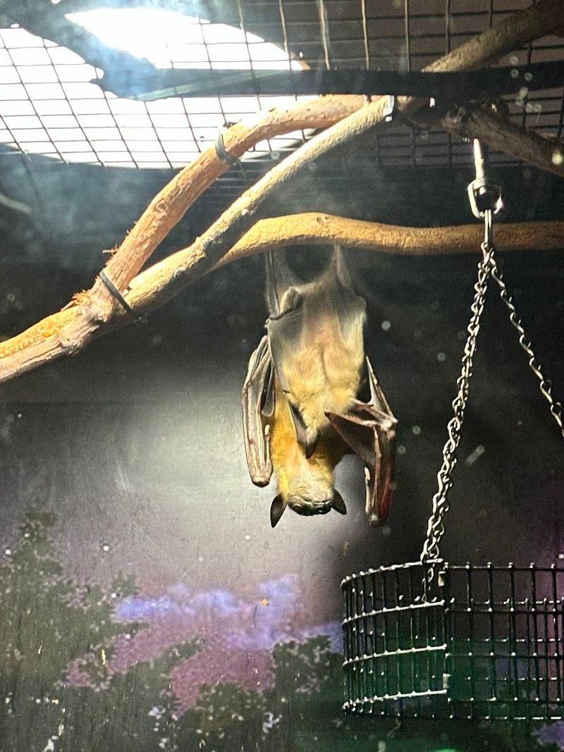 Giant Bats With Four-Foot Wingspans