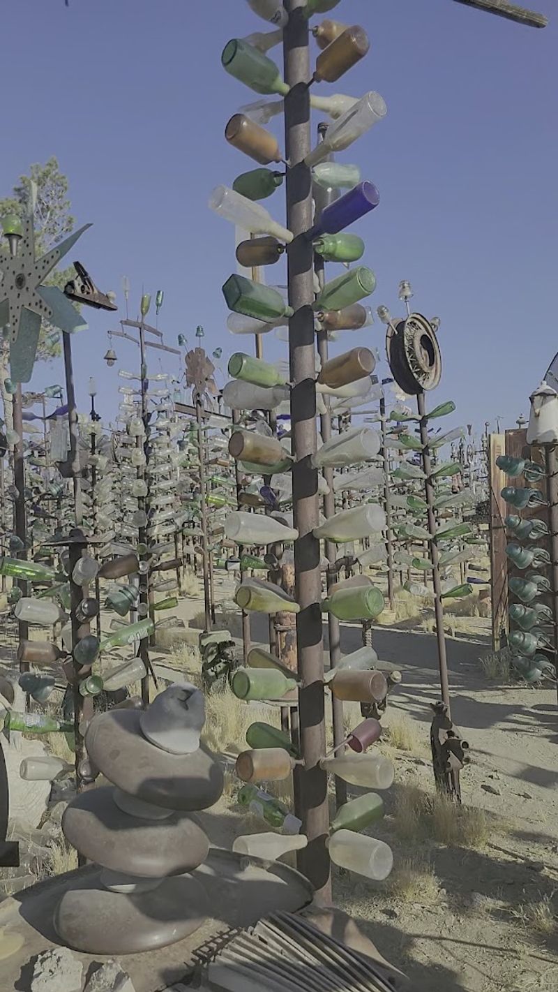 A Forest Made Entirely of Glass