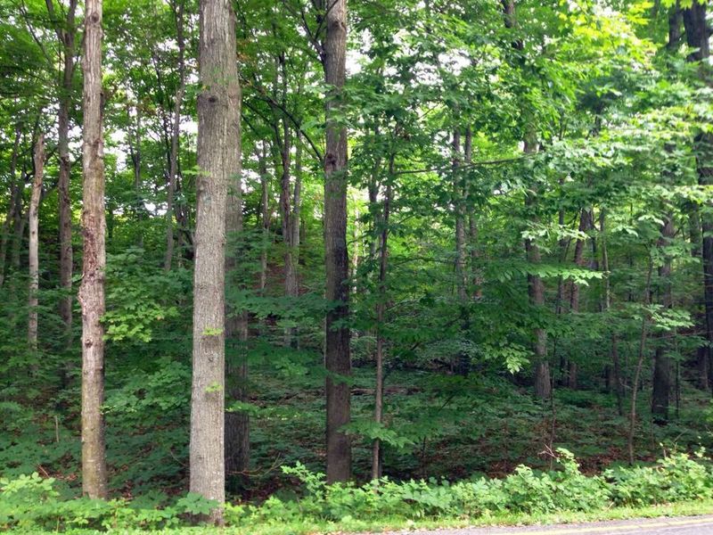 Forest Canopy and the First Miles of the Loop