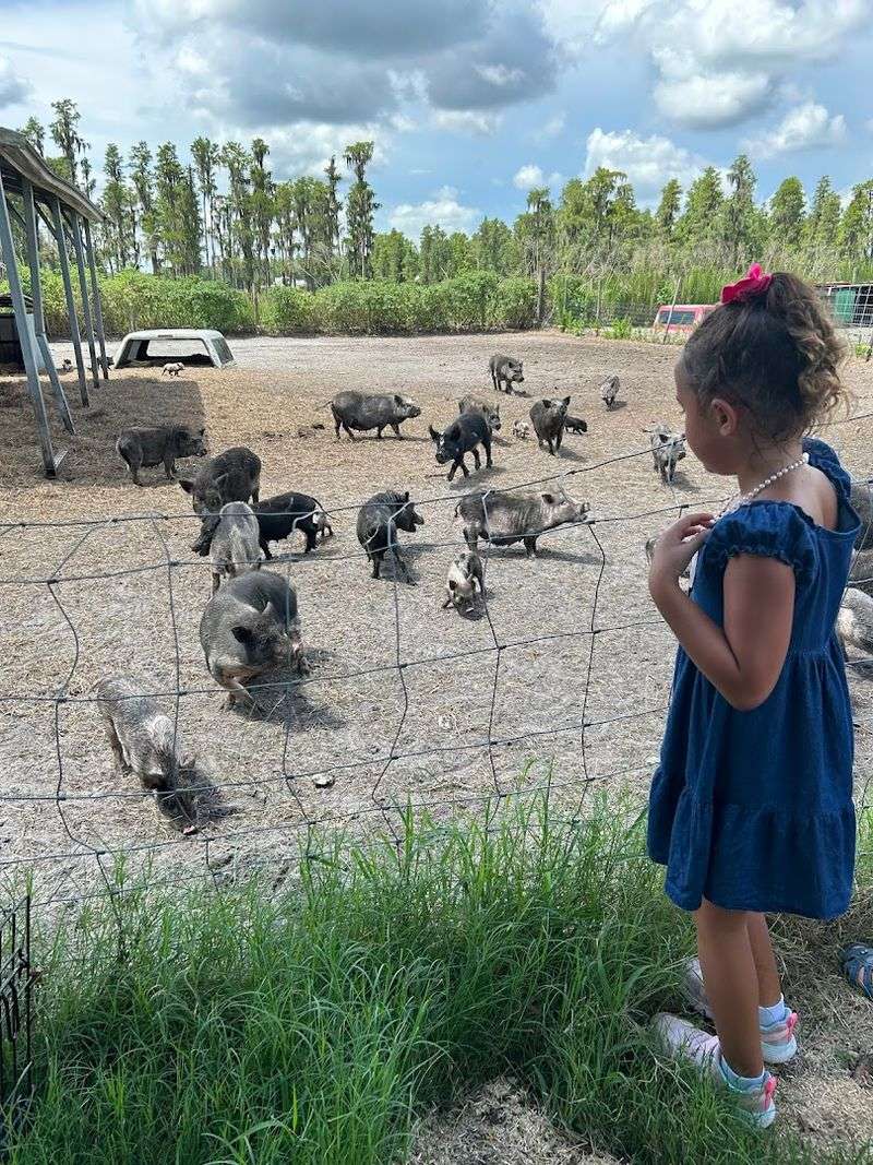 Meet the Juliana Pigs That Stole Everyone's Hearts