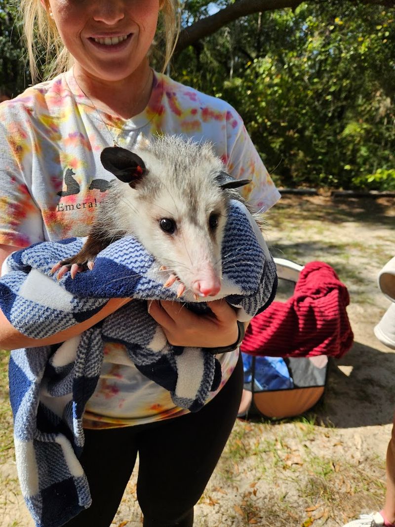 Meeting Peggy, the Three-Legged Opossum