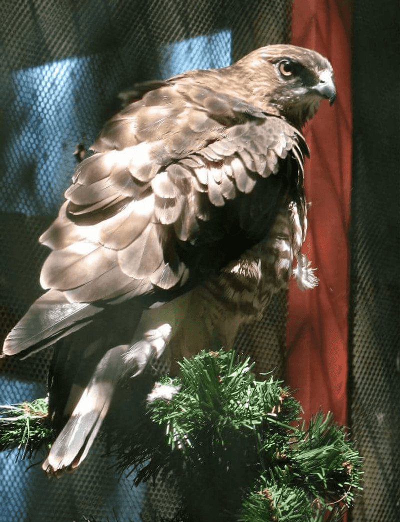 A Hospital for Hawks and Eagles