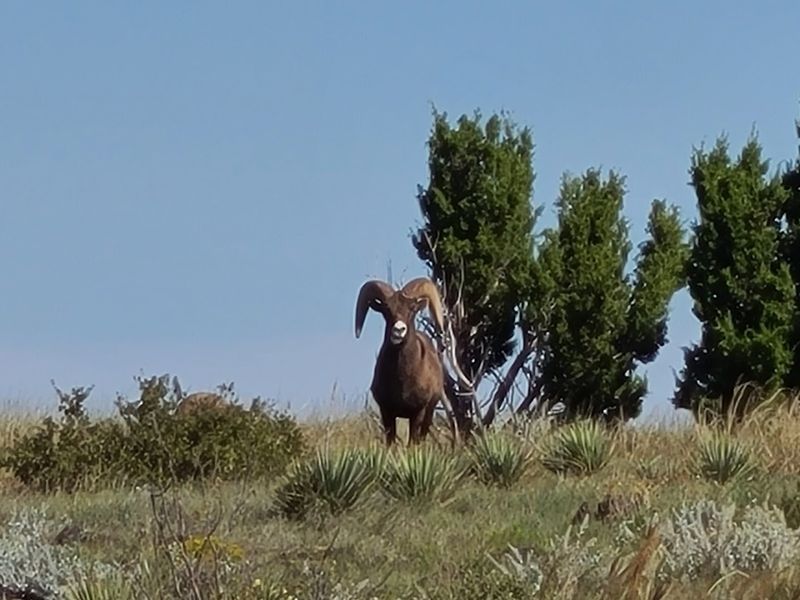 Wildlife You Might Meet Along the Way