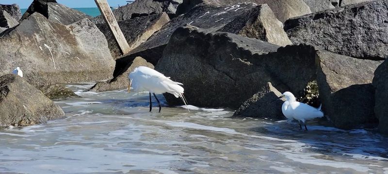 Fort Pierce Inlet State Park and Its Stunning Beach