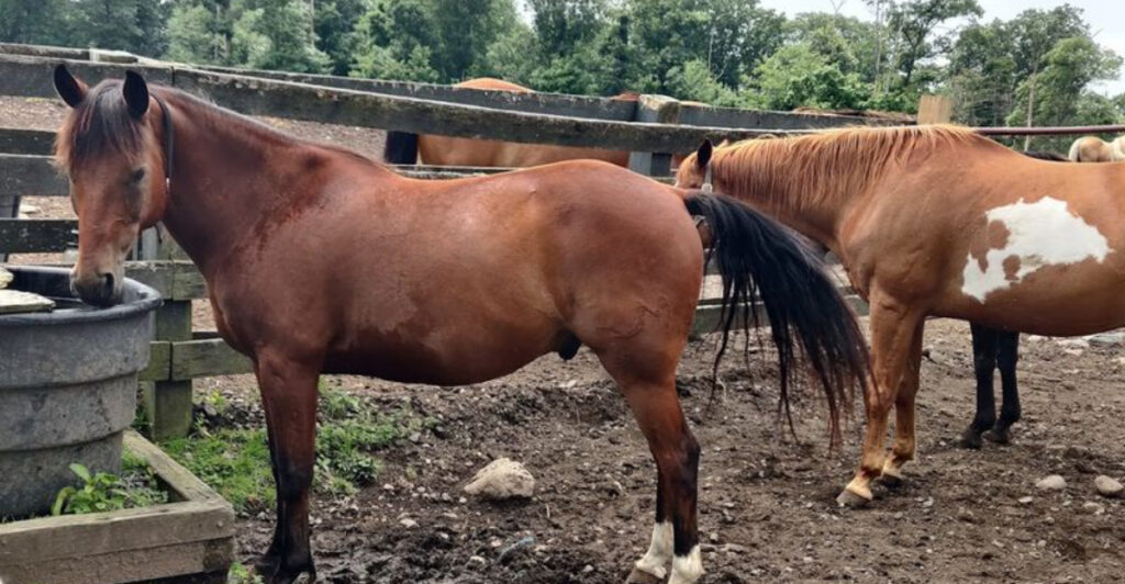 The New Jersey Horseback Riding Destination Everyone Keeps Recommending