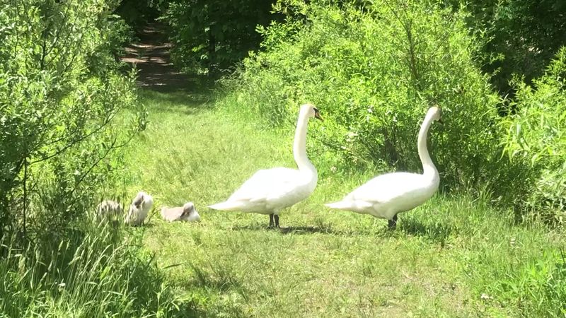 Wildlife You Might Actually See