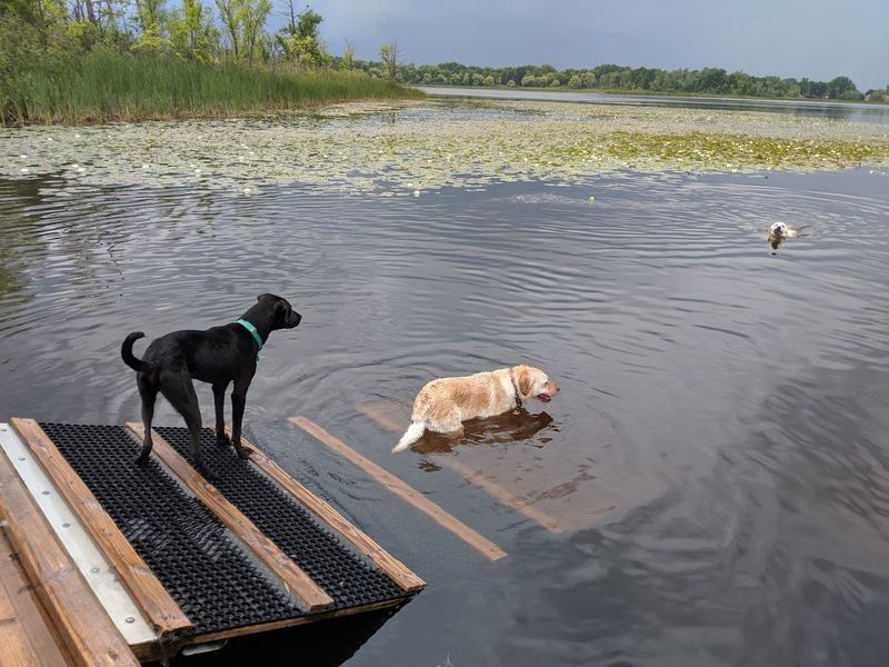 Lake Sixteen and the Famous Doggy Dock