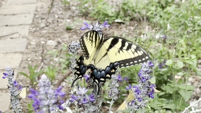 Pollinators, Chickens, and Unexpected Wildlife