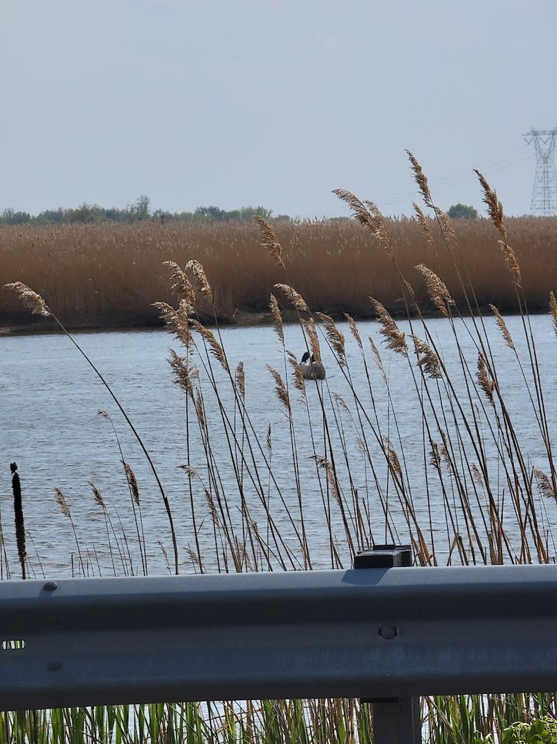 Tick Awareness: A Practical Safety Note