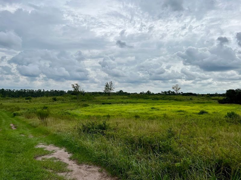 Open Meadow Sections: The Quiet Heart of the Preserve