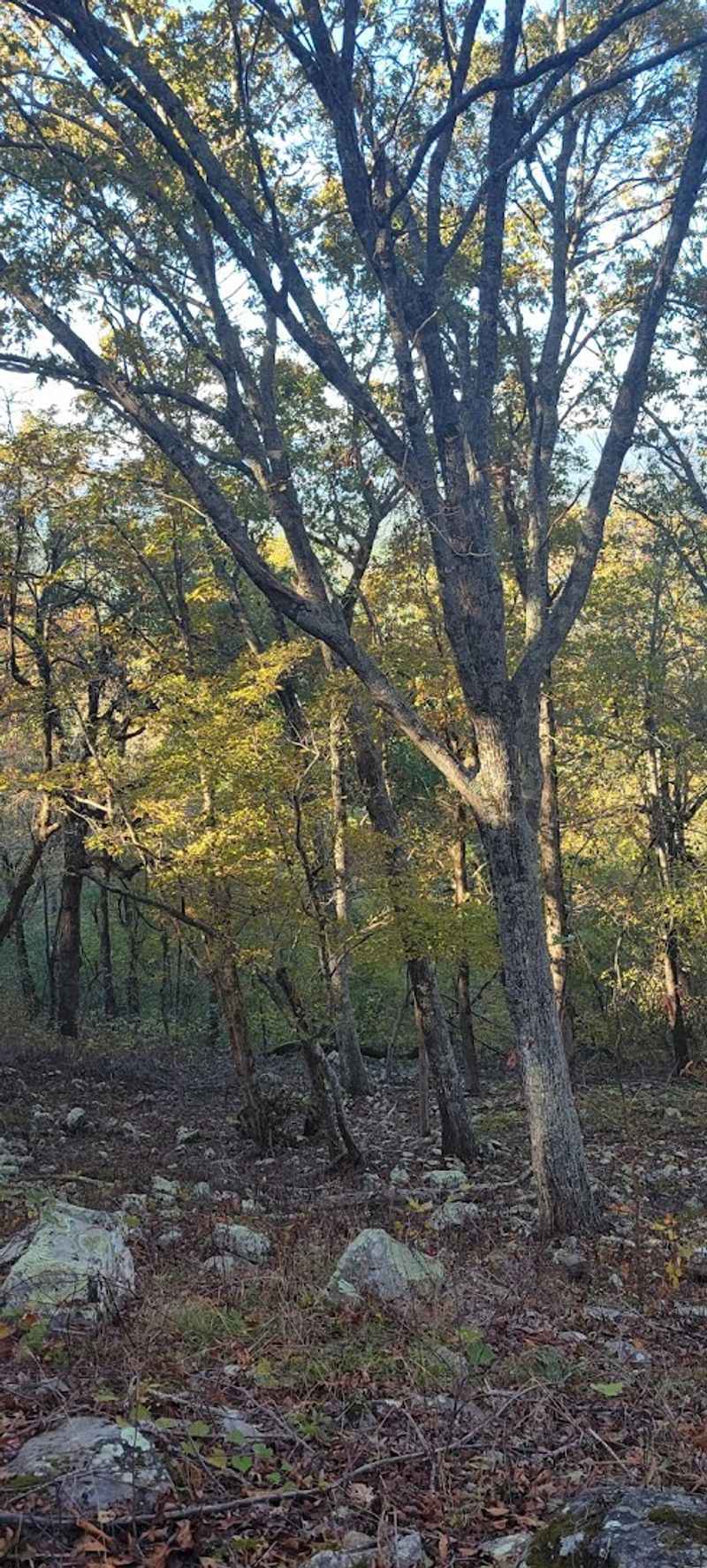 Wildlife and What Might Share the Trail With You