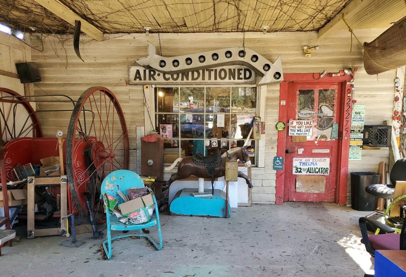 Nila the Museum Cat and the Welcoming Atmosphere