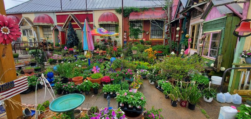 The Forest Industry That Shaped This Town