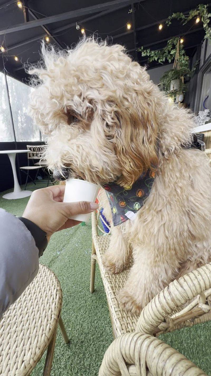 Bringing Your Dog Along: What Pet Owners Should Know