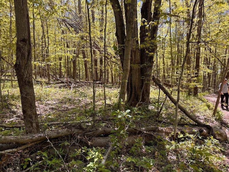 Wildlife and Nature Along the Route