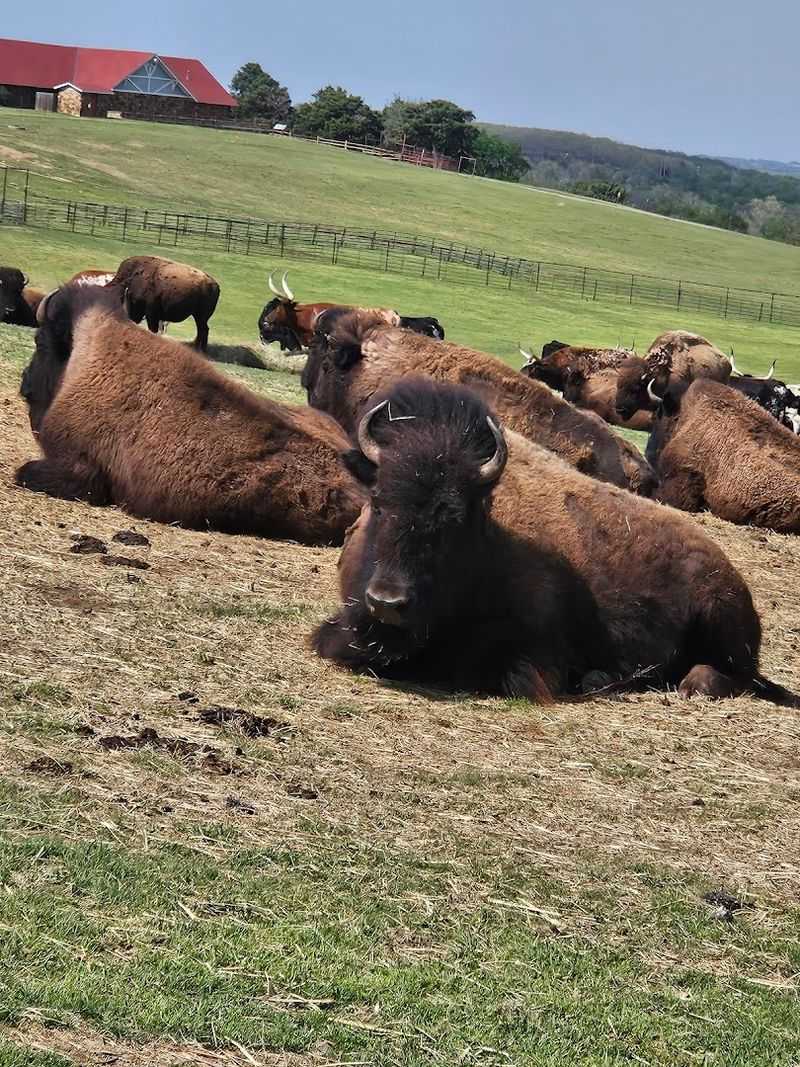 Bison, Longhorns, and the Drive-Through Pasture
