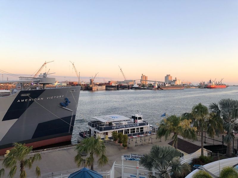 Wild Dolphin Cruise: Spotting Pods on Tampa Bay