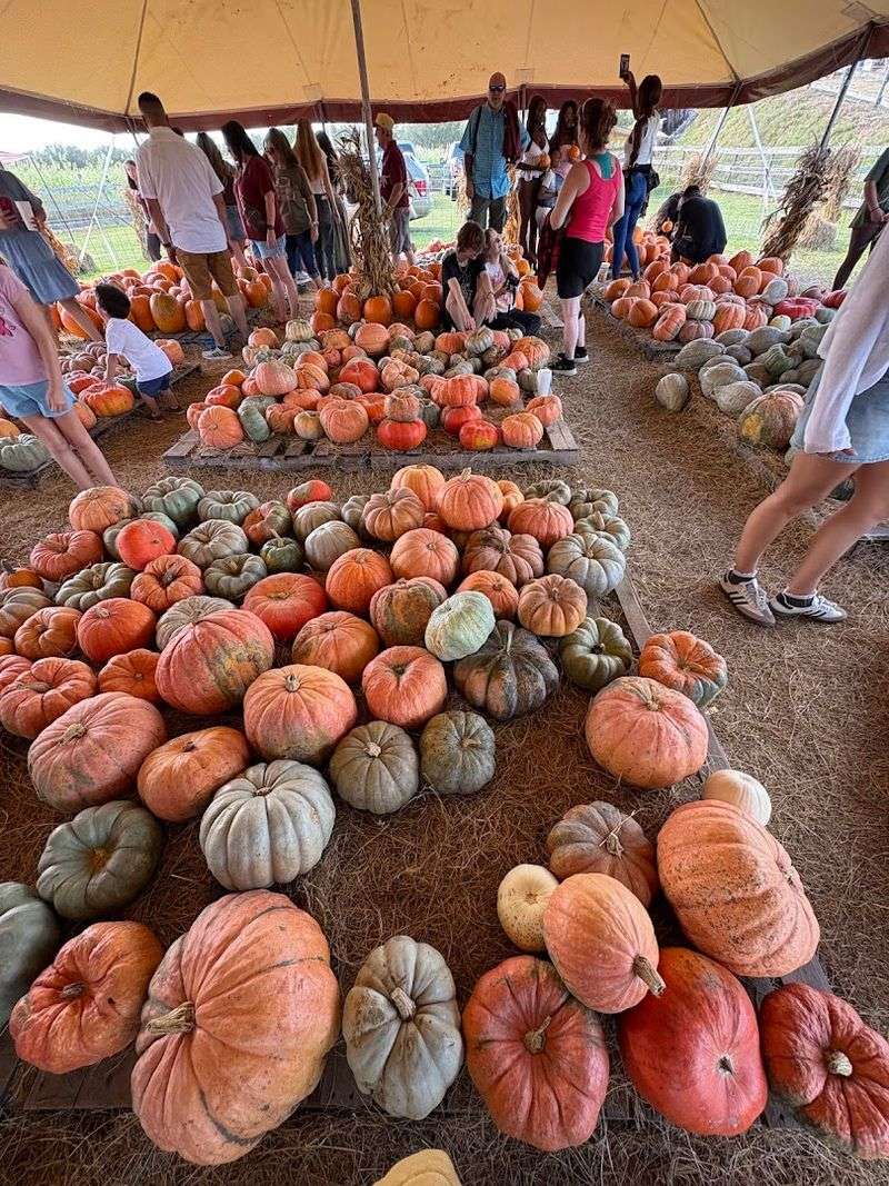 The Legendary Pumpkin Festival