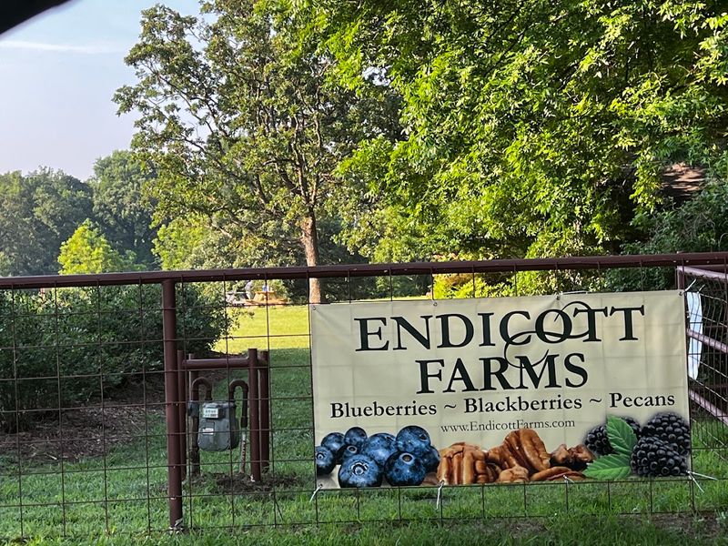 Beyond Berries: The Farm's Other Attractions