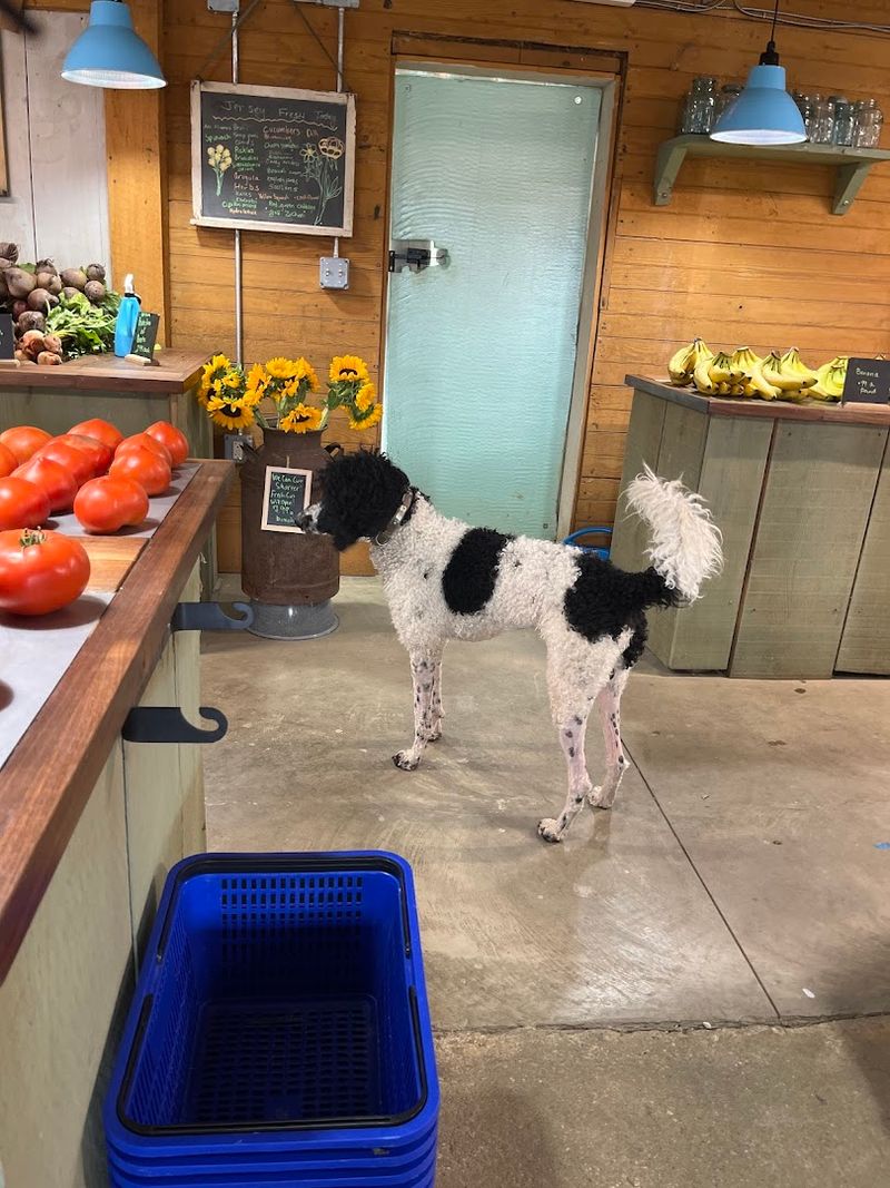 The Farm Animals You Might Meet