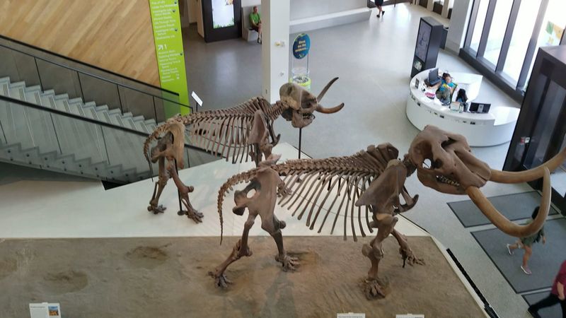 Free Admission and What That Actually Means for Your Visit