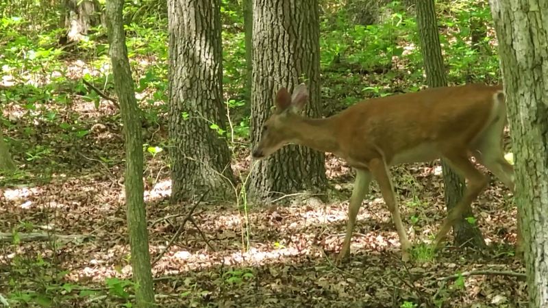 Wildlife Along the Trails: What to Watch For