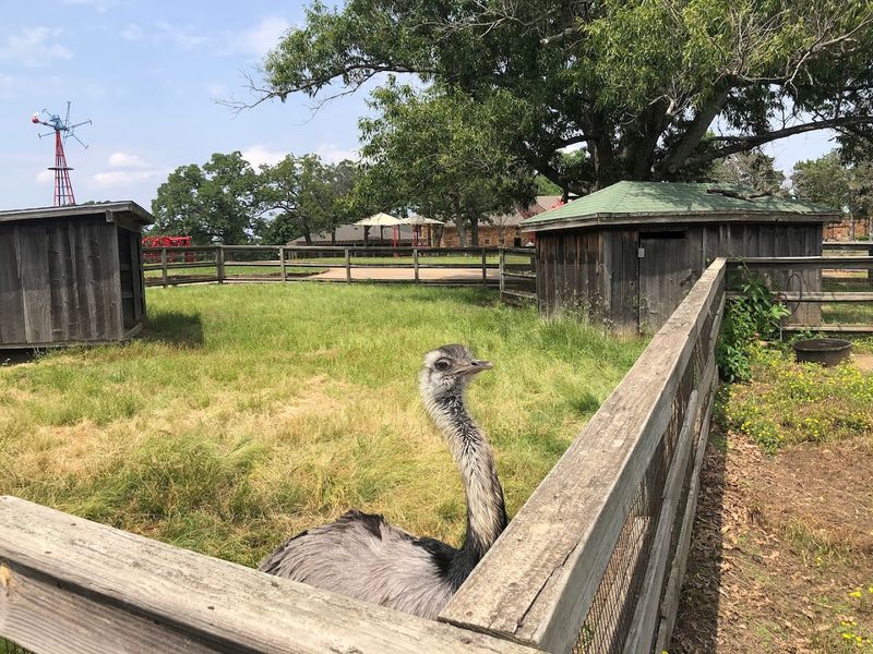 The Petting Zoo and Playground: Built for the Younger Crowd