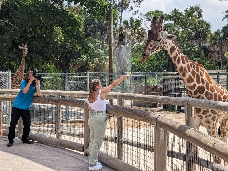 Feeding the Giraffes: A Highlight Worth Every Penny