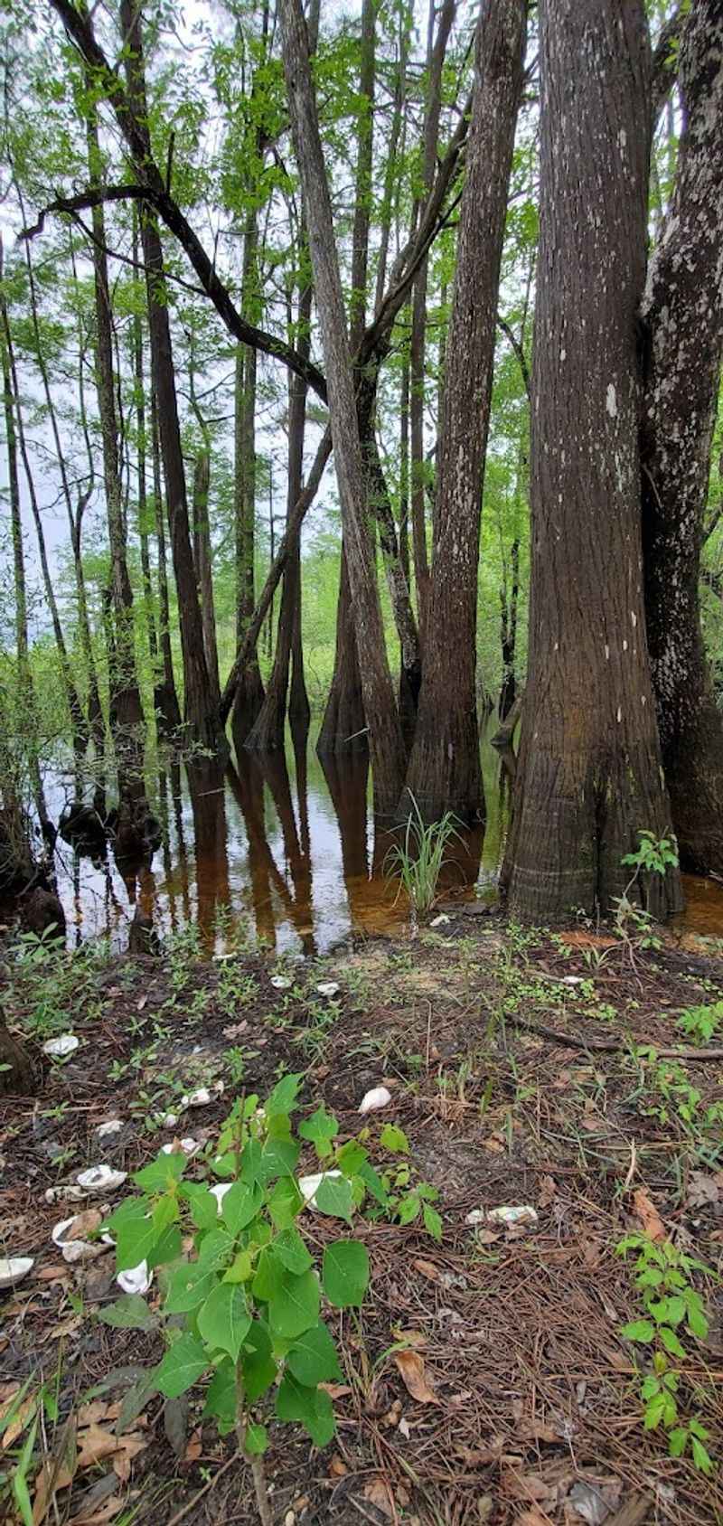 How Dead Lakes Compares to Other Florida Natural Attractions