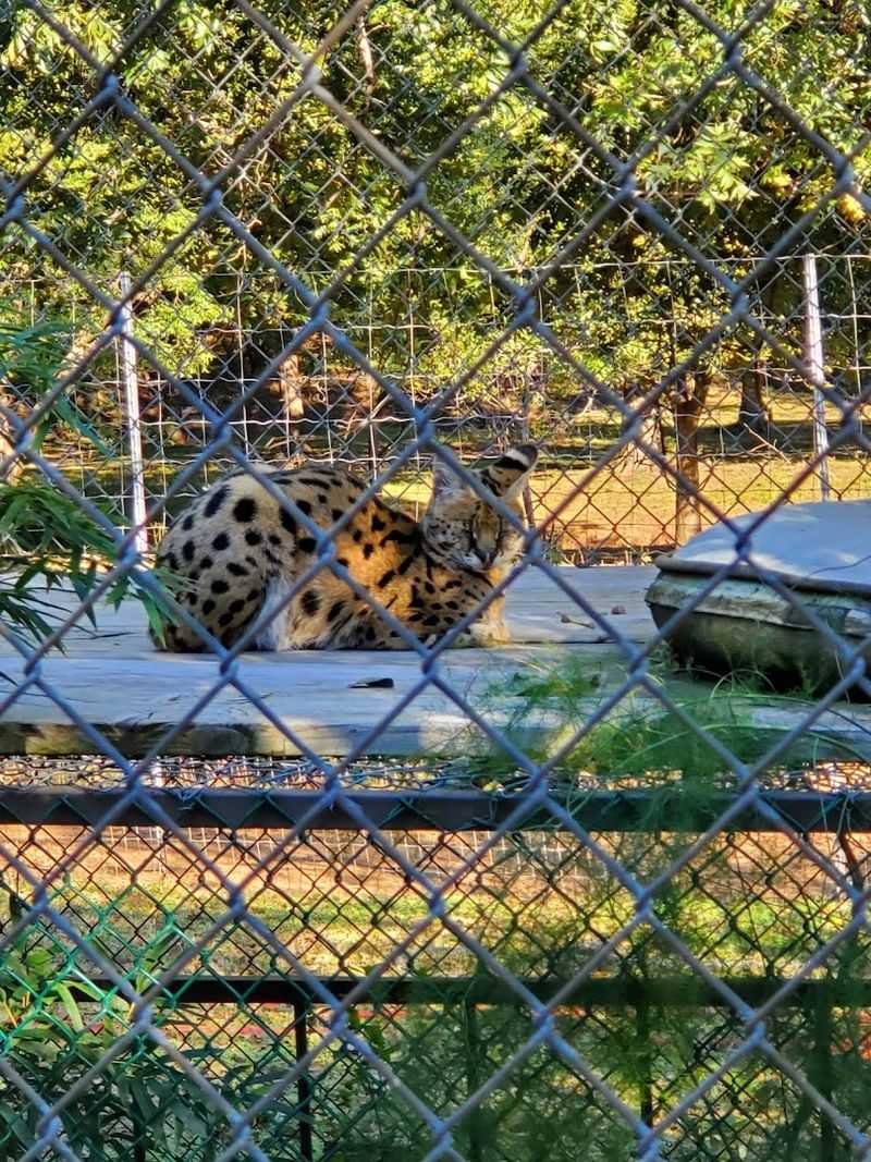 Primates, Big Cats, and the Animals You Watch from a Distance