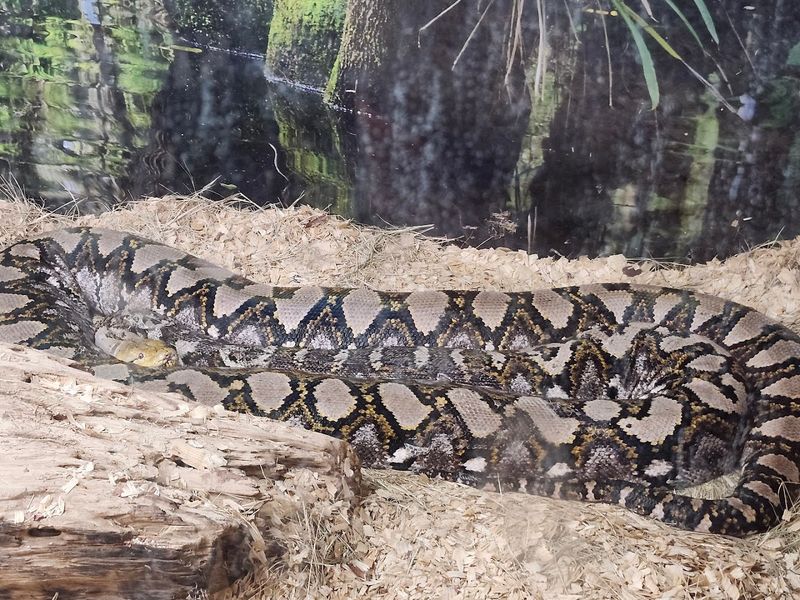 Goldie the Reticulated Python