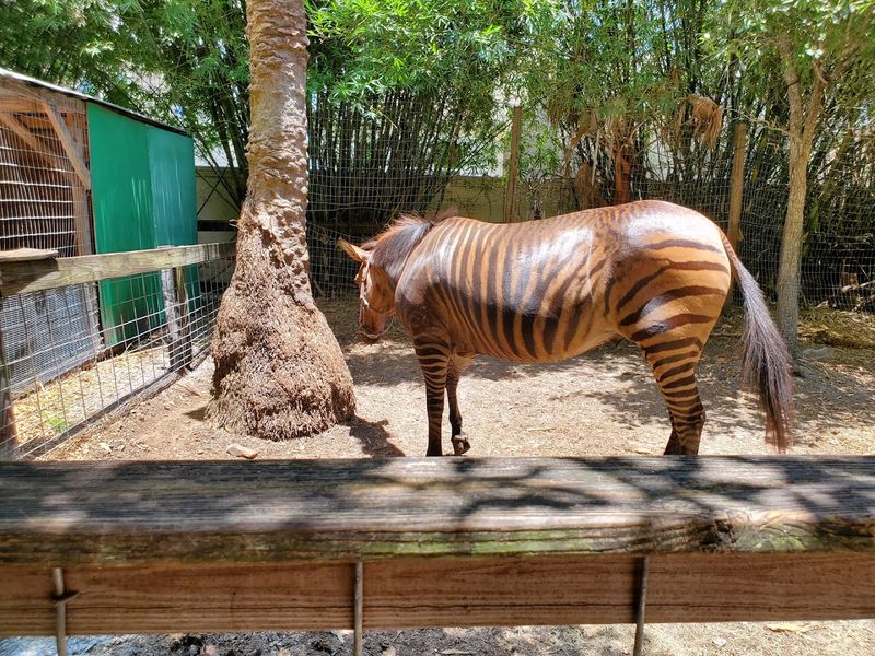 An Astonishing Range of Animals You Did Not Expect