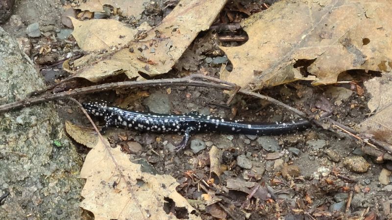 Wildlife and Natural Features Along the Way