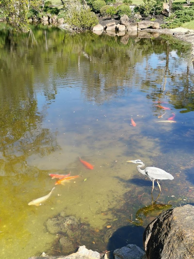 Koi Ponds, Waterfalls, and the Sounds That Slow You Down