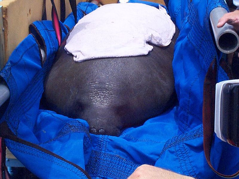 Cold Stress Syndrome and Why Rescue Centers Matter