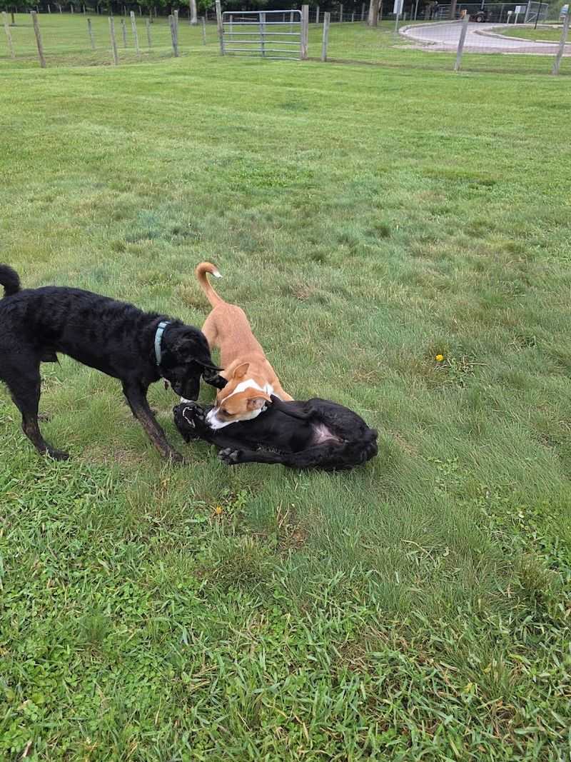 The Off-Leash Dog Area That Sets the Bar High