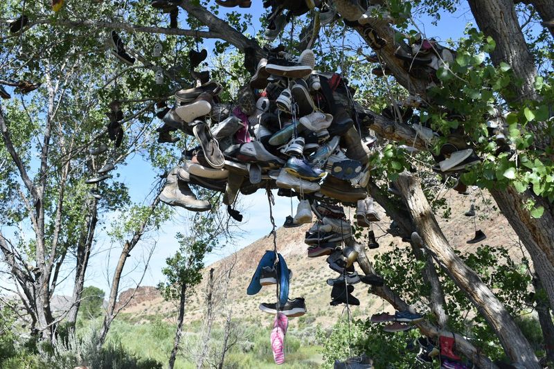 Tips for Tossing Your Own Pair Into the Branches