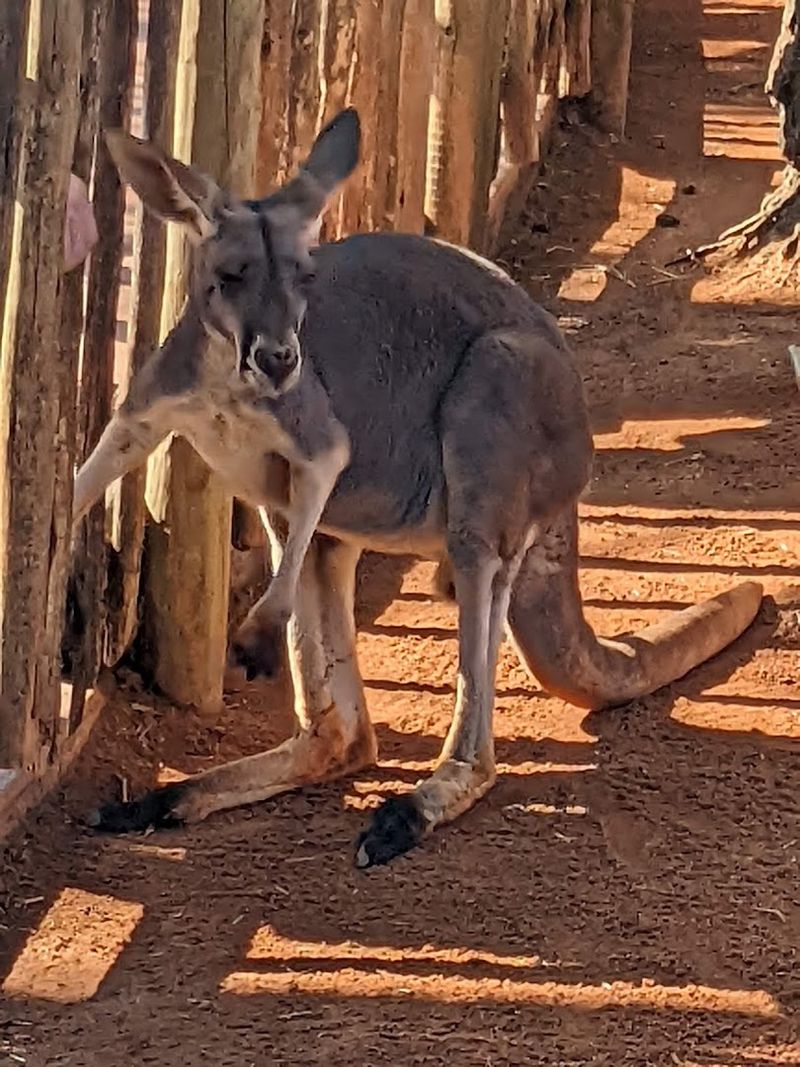 Kangaroo Feeding: The Encounter Nobody Wants to Miss