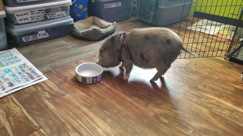 What the Miniature Pigs Bring to the Party