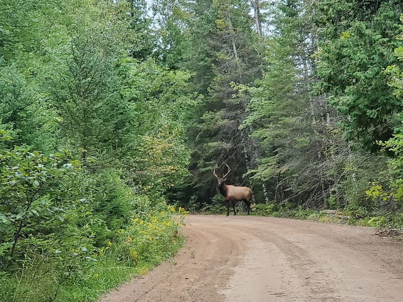 Wild Elk Roaming Freely Through the Trees