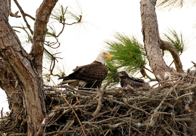 The Wildlife You Can Expect to See