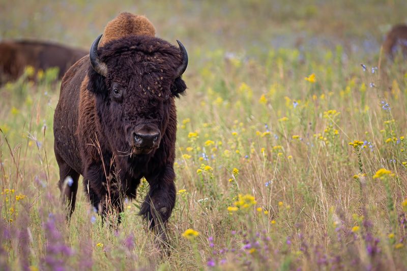 The Bison Herd That Makes This Place Famous