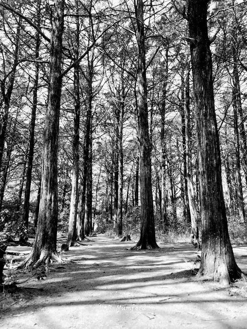 The Visual Effect That Stops People in Their Tracks