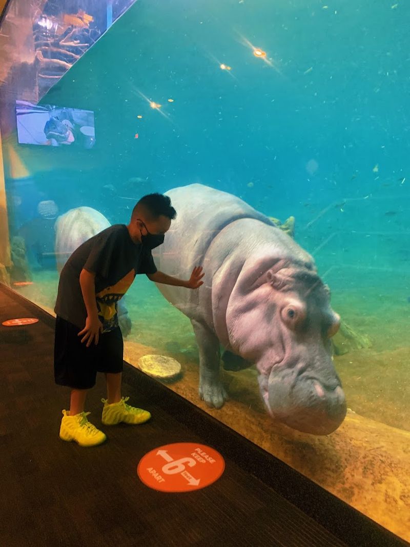 Hippos in New Jersey: Yes, Really