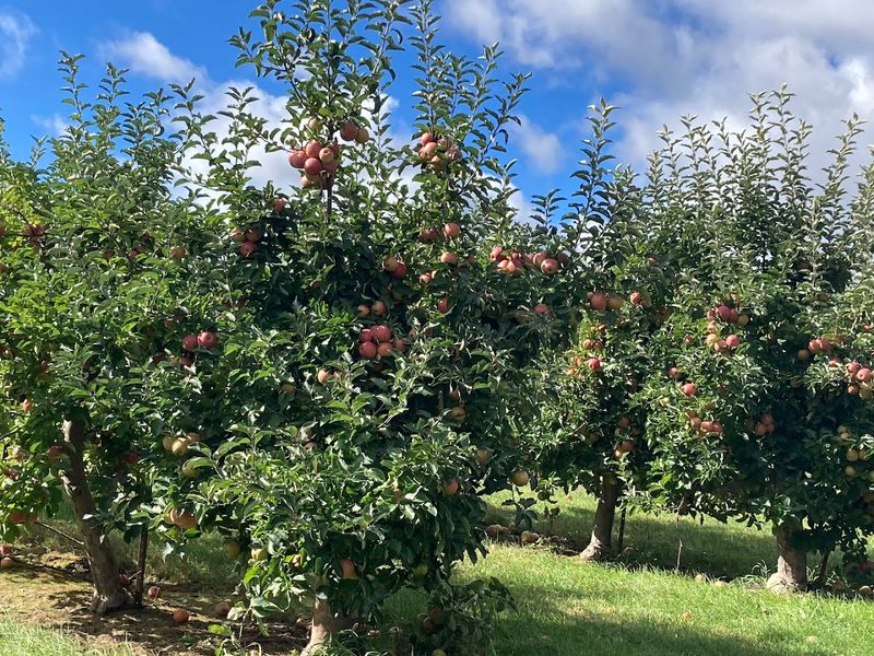 The Ladybug Ride That Makes the Orchard Feel Magical